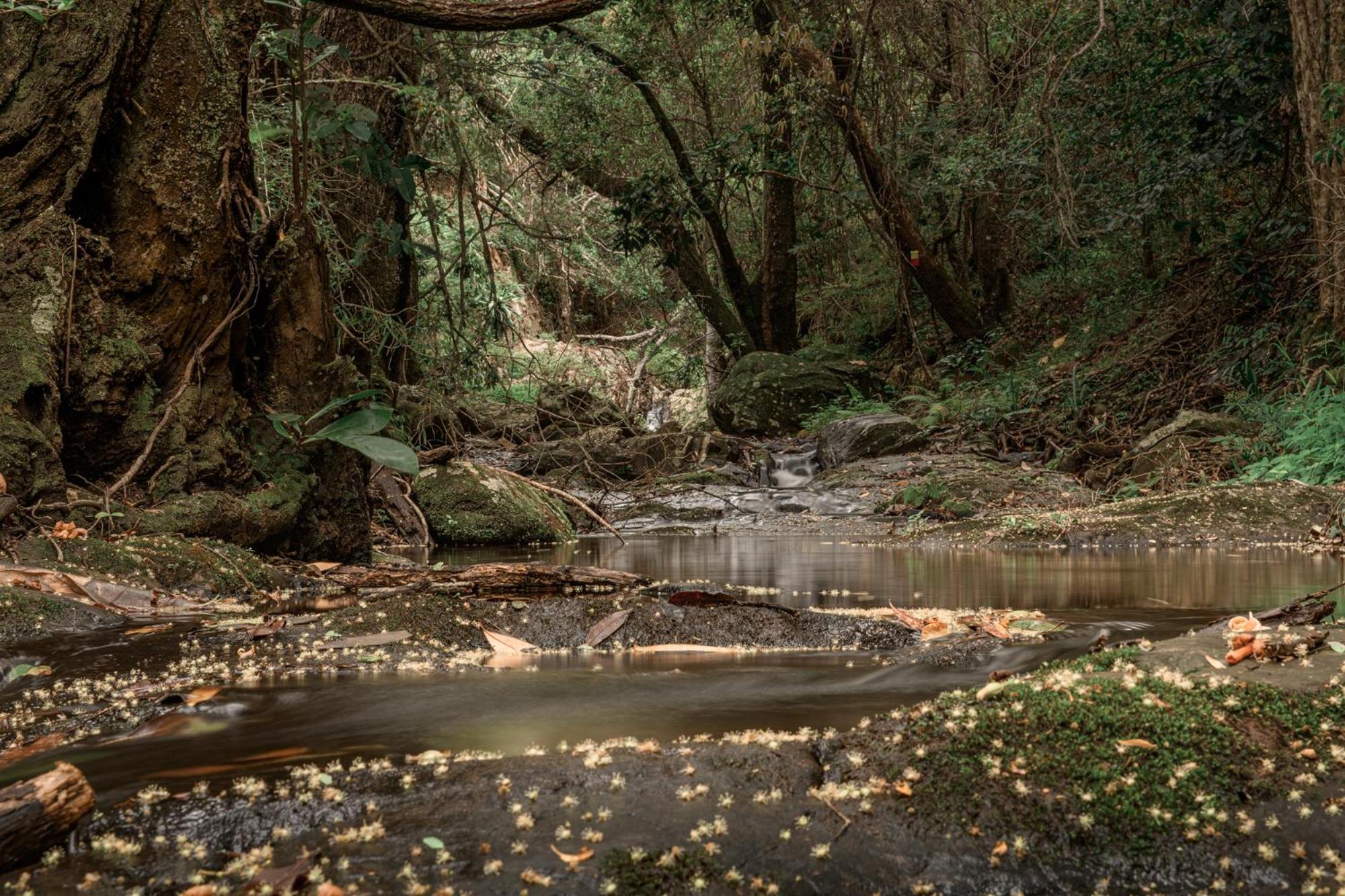 מאלליין Serenity Mountain And Forest Lodge מראה חיצוני תמונה